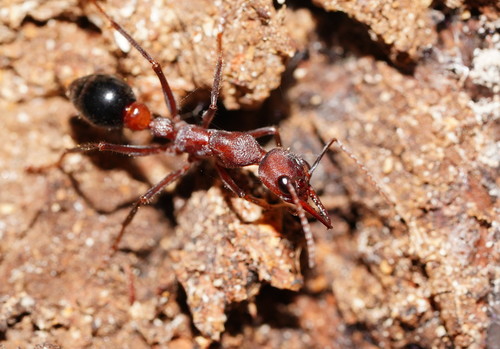 Inchman Ant