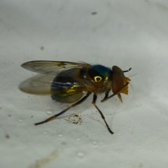 Copestylum vesicularium