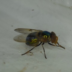 Copestylum vesicularium