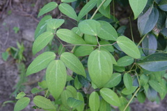 Clematis uncinata