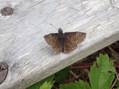 Erynnis icelus image