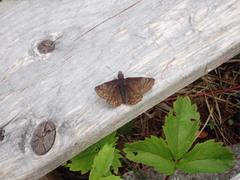 Erynnis icelus image