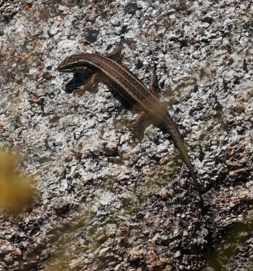 Mulanje Skink