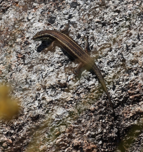 Mulanje Skink, Trachylepis mlanjensis