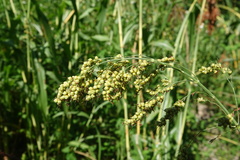 Sorghum bicolor bicolor