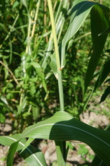 Sorghum bicolor bicolor