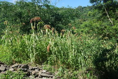Sorghum bicolor bicolor