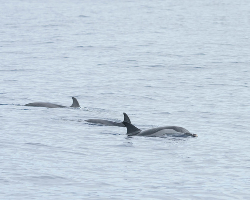 Striped Dolphin, North Atlantic Ocean, photo 8 of 10