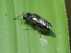 Pseudomalus pusillus