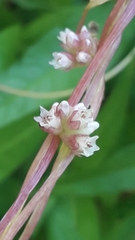 Cuscuta europaea