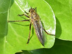 Eutolmus rufibarbis