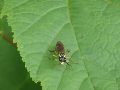 Tenthredo semirufa