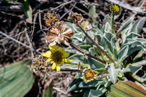 Osteospermum tomentosum, photograph 1