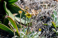 Osteospermum tomentosum, photograph (c) magriet b, some rights reserved (CC BY-SA)