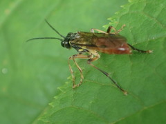 Tenthredo semirufa