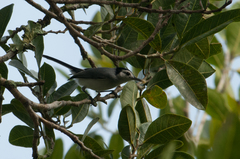 Polioptila bilineata