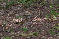 Arremonops chloronotus