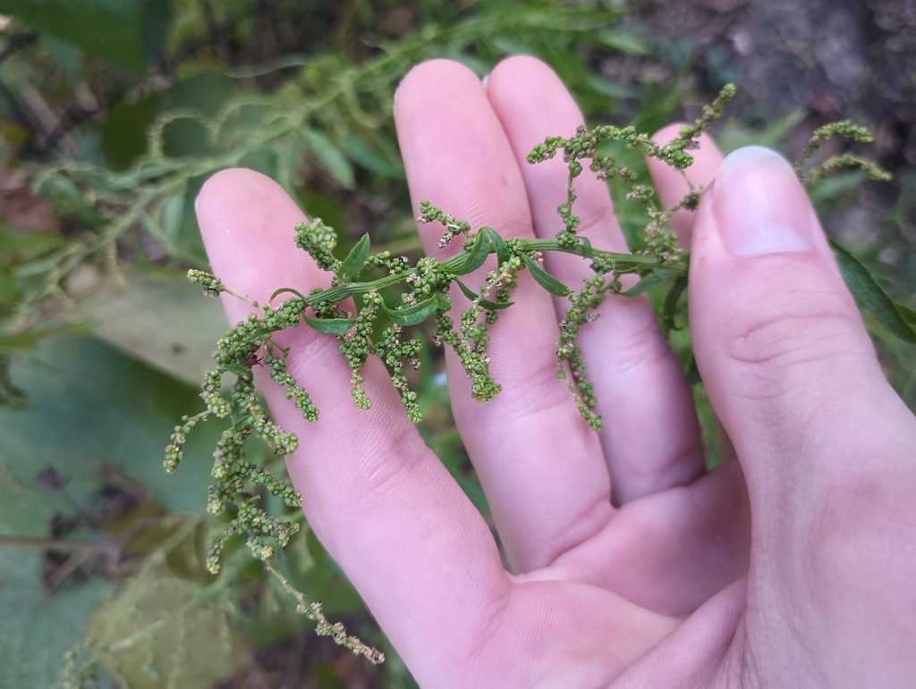 Dysphania anthelmintica; photograph (c) Raven Dandridge, some rights reserved (CC BY)