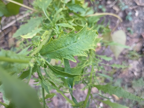 Dysphania anthelmintica, photograph 4