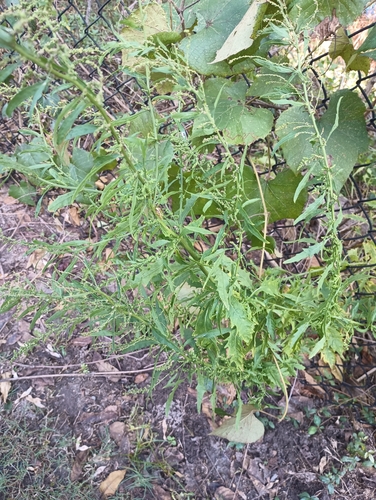 Dysphania anthelmintica, photograph 5