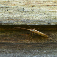 Limnephilus ornatus