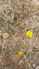 Lessingia germanorum