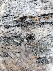 Phidippus audax