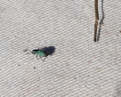 Phyllobius roboretanus