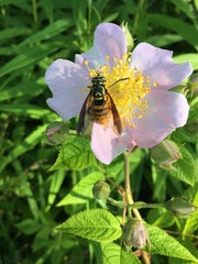 Spilomyia alcimus