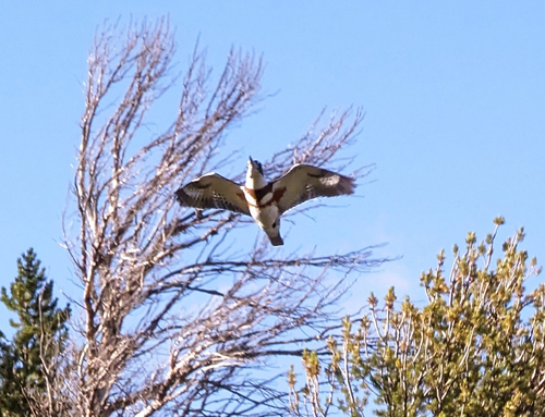 Belted Kingfisher photographed in Wyoming