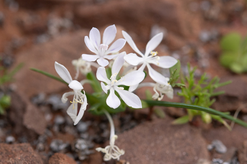 Spiral Kabong (Lapeirousia exilis)