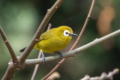 Broad-Ringed White-Eye photo 5