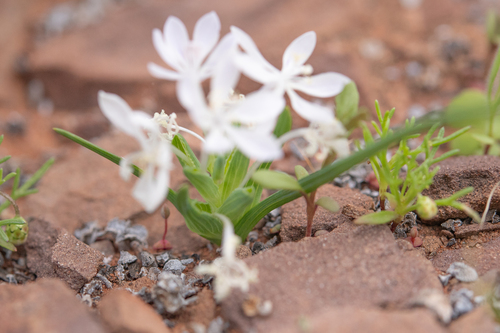 Lapeirousia exilis