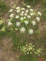 Peucedanum oreoselinum