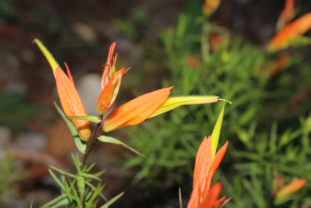 Castilleja linifolia (Castilleja linifolia)