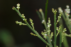 Leptomeria drupacea