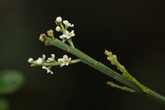 Leptomeria drupacea