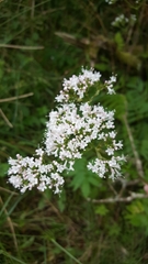 Valeriana officinalis sambucifolia