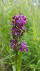 Dactylorhiza vadorum