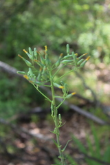 Lactuca quercina