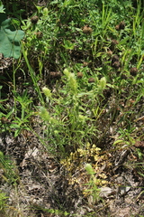 Melampyrum argyrocomum