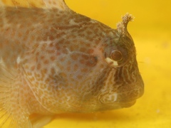 Parablennius thysanius