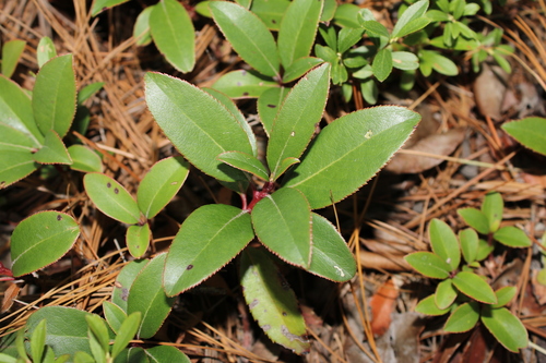 Arbutus occidentalis (Arbutus occidentalis)