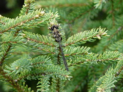 Somatochlora franklini