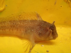 Parablennius thysanius