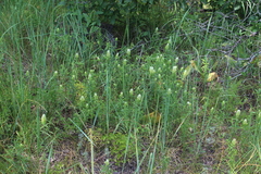Melampyrum argyrocomum