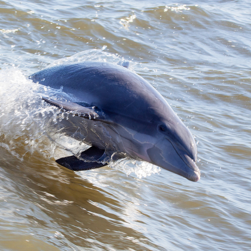 Tamanend's Bottlenose Dolphin