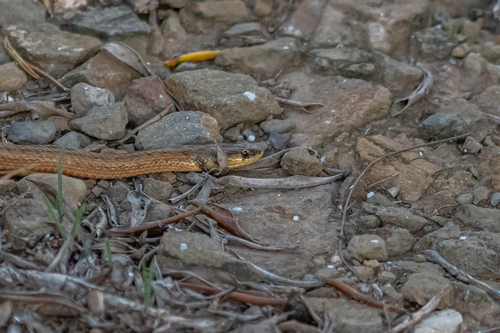 False Smooth Snake