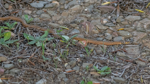 False Smooth Snake
