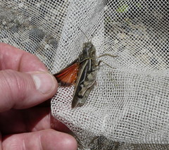 Pardalophora apiculata